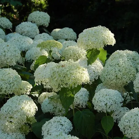 Bed and breakfast Quattrocolli Quattro Castella